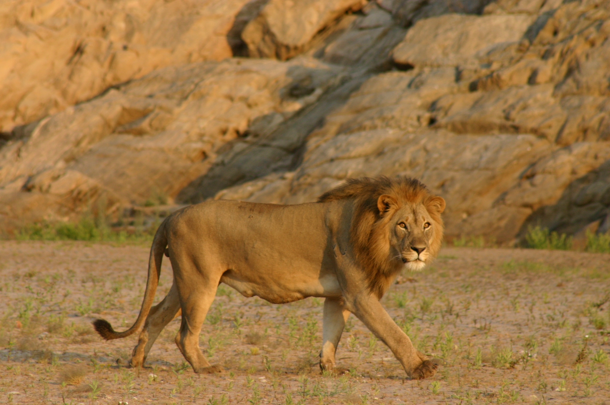 King of the Beasts - Dr Flip Stander